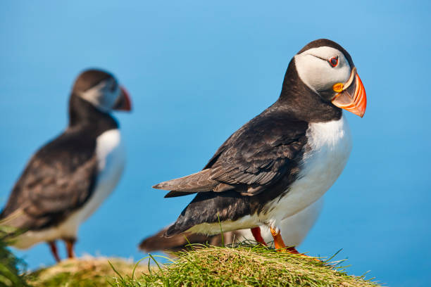 istock Puffin on Mykines cliffs under blue sky. Faroe birdlife 1308407753