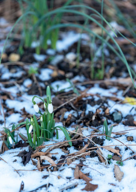 istock Light snow drifting onto a flowerbed with snowdrops 1308407964