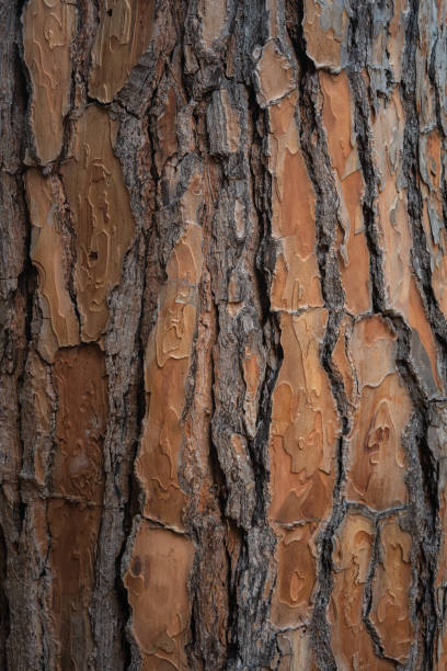 Beautiful natural tree bark pattern. Close up of a tree. Natural background