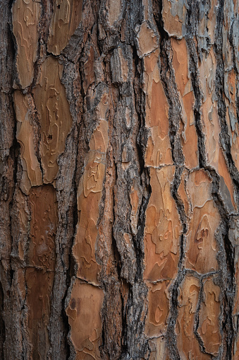 Beautiful natural tree bark pattern. Close up of a tree. Natural background. High quality photo