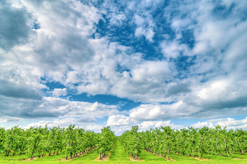Lines of apple trees in an orchard with clouds above during a beautiful springtime day in Flevoland, The Netherlands.