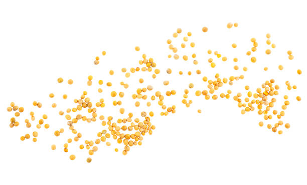 istock Yellow mustard seeds isolated on a white background, top view. 1308408235