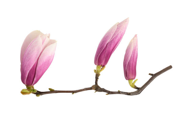 istock Pink Magnolia flowers 1308409166