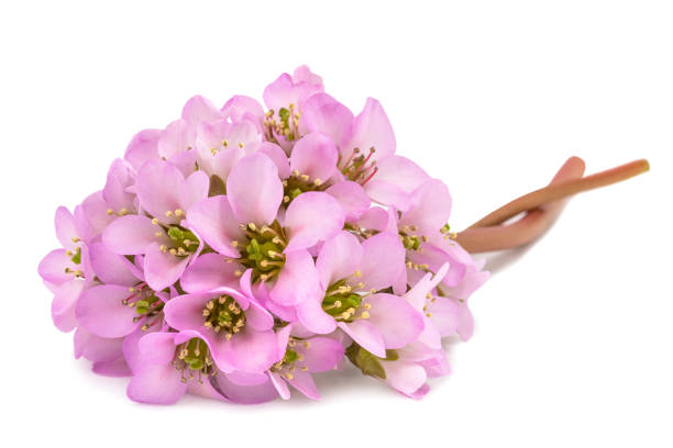 Bergenia crassifolia flowers isolated on white background
