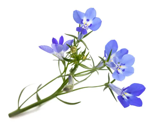 blue lobelia flowers isolated on white background.