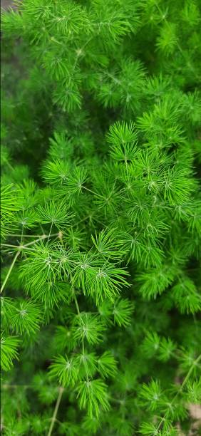 Cryptomeria Japonica Elegans Viridis Japanese Cedar Cryptomeria Japonica Elegans Viridis or as it is more commonly known Elegans Viridis Japanese Cedar is a large, evergreen specimen. cryptomeria stock pictures, royalty-free photos & images