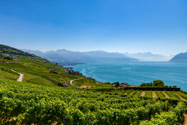 istock Vineyards and panorama on Lake Geneva 1308409817