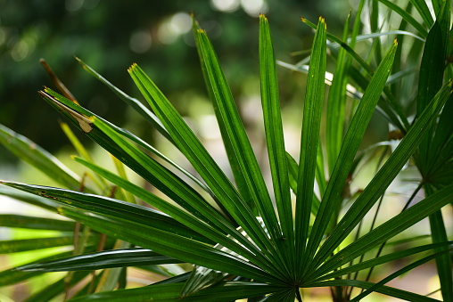 Close up of green tropical palm leaf in a garden, Nature background