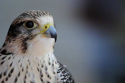 Hybrid Gyr-perigrine falcon portrait from an educational event in New York.
