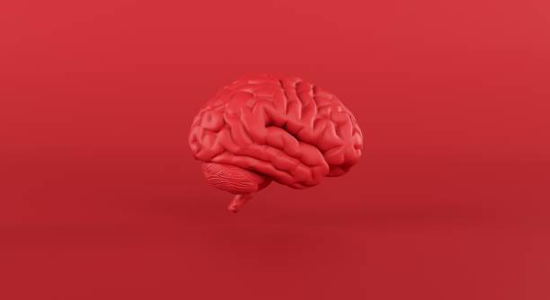 istock Red brain in slide view on minimal studio background, thinking, idea, business 1308411753