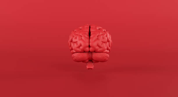 istock Red brain in front view on minimal studio background, thinking, idea, business, medical. 1308411762