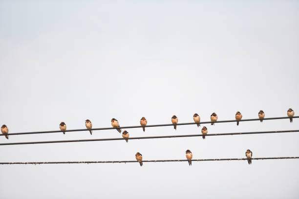 istock Birds on the wire, Little birds on a cable 1308412118