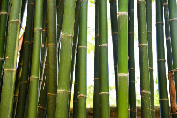 istock Fresh bamboo tree in the jungle bamboo forest 1308412130