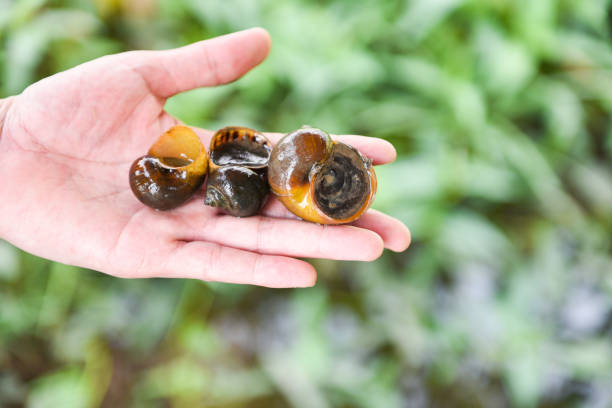 istock Apple snail freshwater snail river from nature field in hand, Pila ampullacea shellfish 1308412139