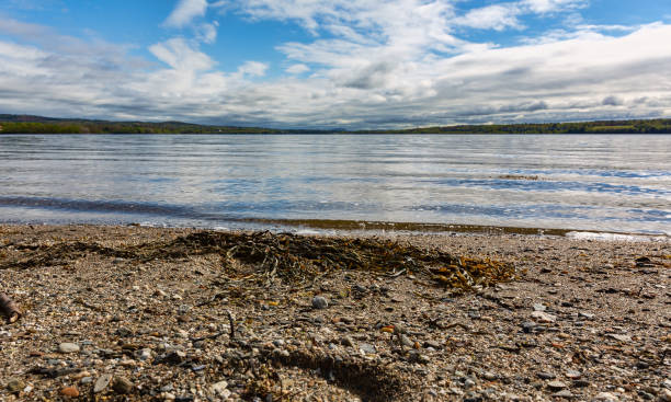 istock Seaweed on the beach with ocean in the background 1308412260