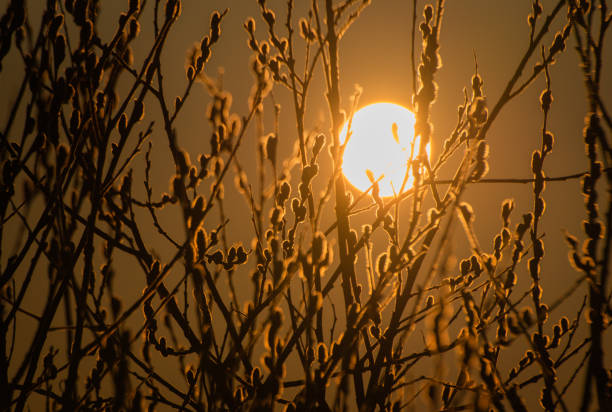 Spring sunset landscape with branches of blossoming buds