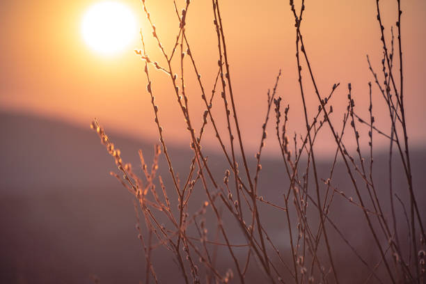 istock Spring sunset landscape with branches of blossoming buds 1308412359