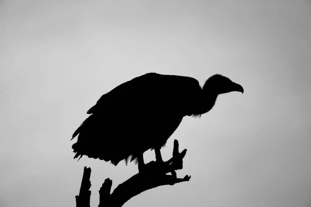 Silhouetted Vulture stock photo