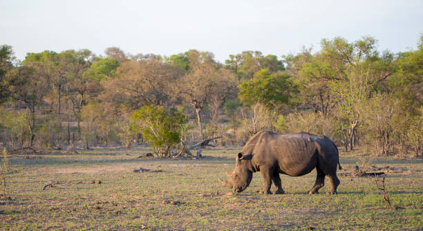 Rhino Scenic stock photo