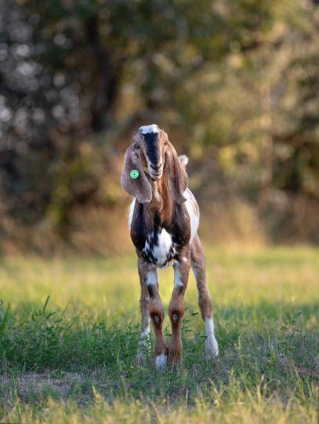 istock goat on a farm with beautiful bokeh 1308413697
