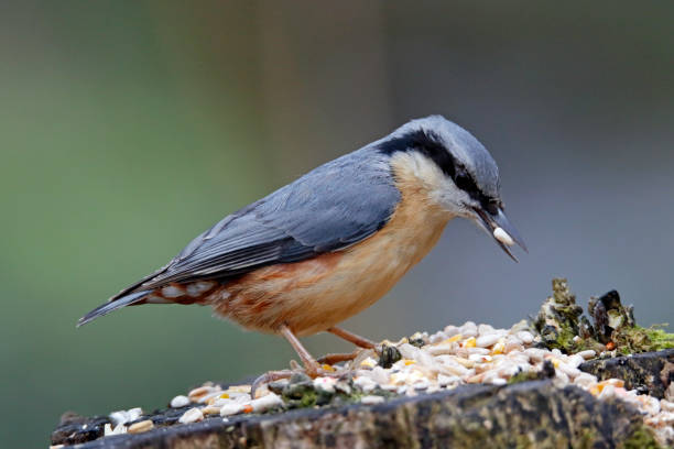 istock Nuthatch collecting and caching food in the woods 1308414549