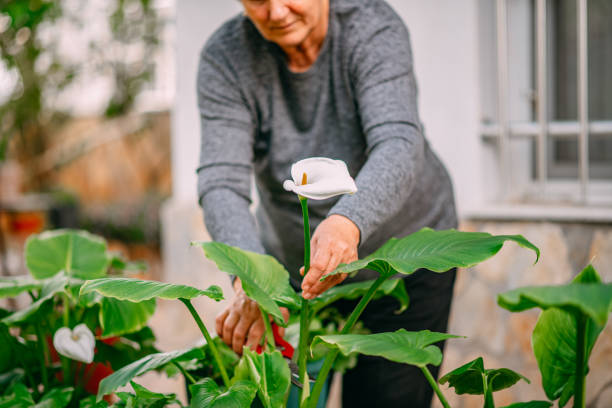 mujer mayor creciendo calla lily en su jardín - alcatraz planta fotografías e imágenes de stock