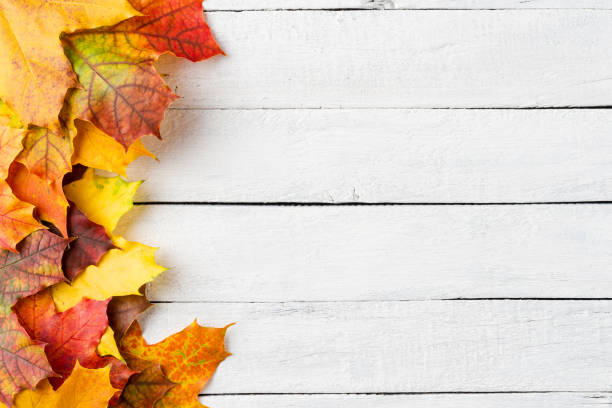 istock Colourful autumn leaves on white wooden background with copyspace. Fall concept. Top view 1308416093