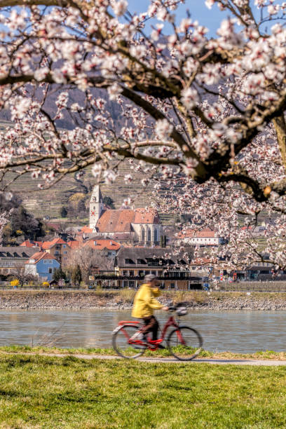 Apricot tree with biker against church in Spitz village, Wachau valley, Austria Apricot tree with biker against church in Spitz village, Wachau valley, Austria durnstein stock pictures, royalty-free photos & images