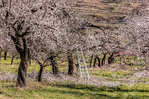 Apricot orchard in bloom in Wachau, Austria