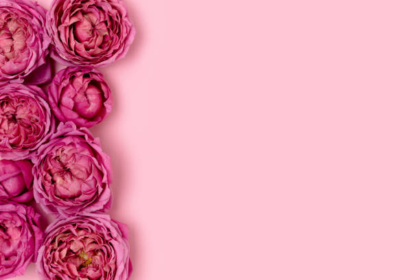 istock Frame made of rose flower texture on a pink background with copyspace. 1308416381