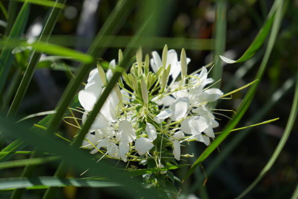 cleome spinosa - 5487 foto e immagini stock