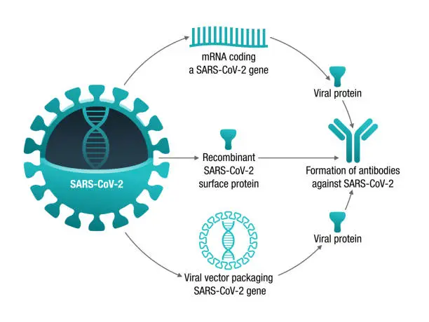 Vector illustration of COVID-19 vaccine types. RNA, subunit, viral vector