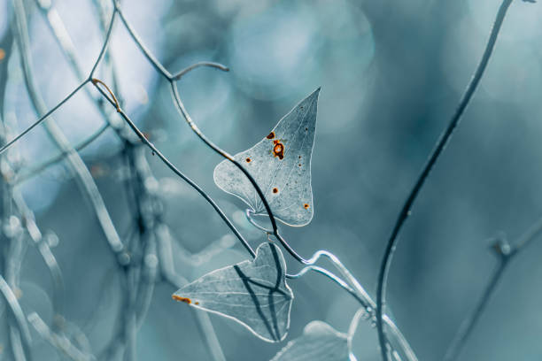 istock blue plant leaf with heart shape in spring season 1308418274