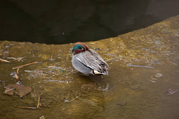 istock Portrait of the bird called Teal 1308418834