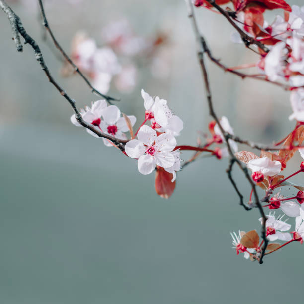 istock beautiful cherry blossom in spring season, sakura flower 1308418919