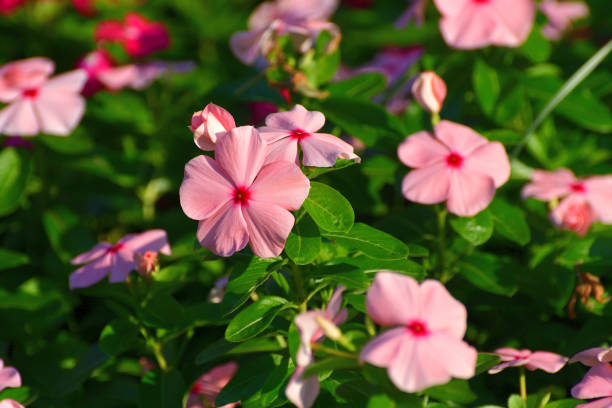 catharanthus roseus / fleur de pervenche de madagascar - catharanthus photos et images de collection