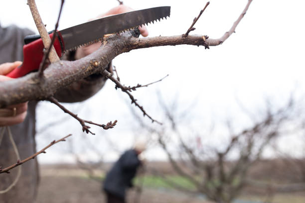 istock Spring work in a garden. Hand with a garden hacksaw. Pruning trees. Formation of a fruit tree 1308419294