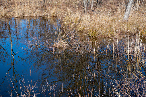 Pond in early Spring, Pennsylvania, USA