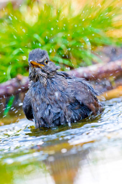 istock Blackbird, Mediterranean Forest, Spain 1308419386