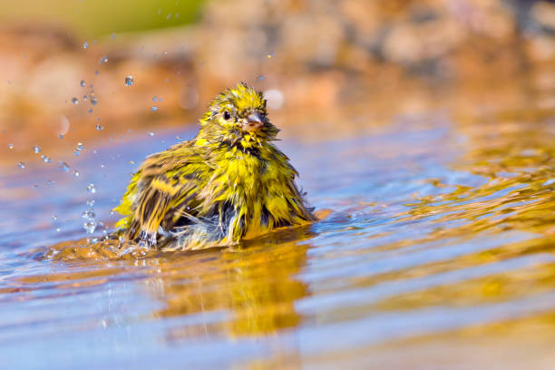 Serin, Mediterranean Forest, Spain Serin, Serinus serinus, Forest Pond, Mediterranean Forest, Castile and Leon, Spain, Europe serin stock pictures, royalty-free photos & images