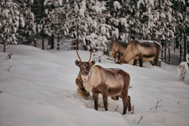 istock big reindeer in the wild snowy forest 1308421702