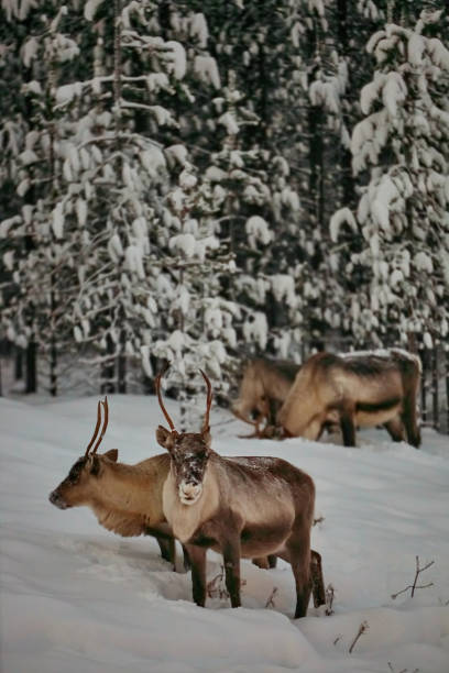 istock big reindeer in the wild snowy forest 1308421717