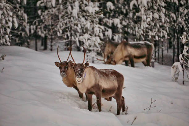 istock big reindeer in the wild snowy forest 1308421739