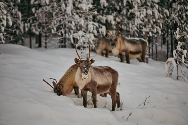 istock big reindeer in the wild snowy forest 1308421763