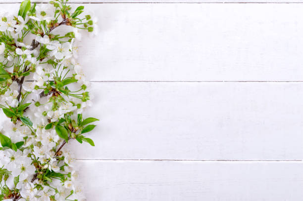 istock Blossoming branches with young leaves on a white wooden background, with copy space. Spring background 1308422260