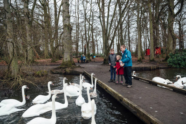 istock Family Feeding Swans 1308422955
