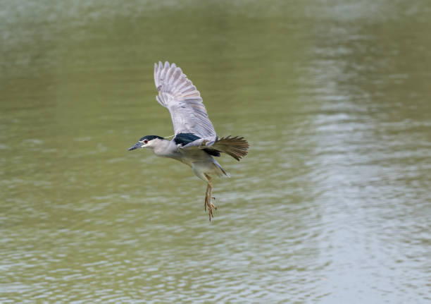 istock The black-crowned night heron flying over river , Thailand 1308423070