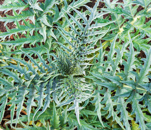 Food growing in the garden