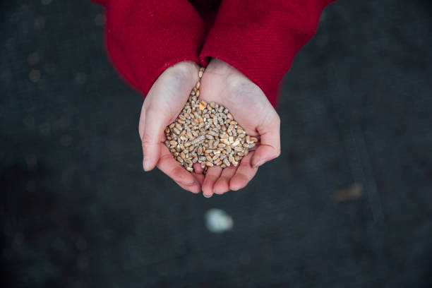 Birdseed Ready for Birds Directly above view of a girl holding birdseed in her hands to feed swans with while at Bolam Lake with her family in the North East of England in winter. bird seed stock pictures, royalty-free photos & images