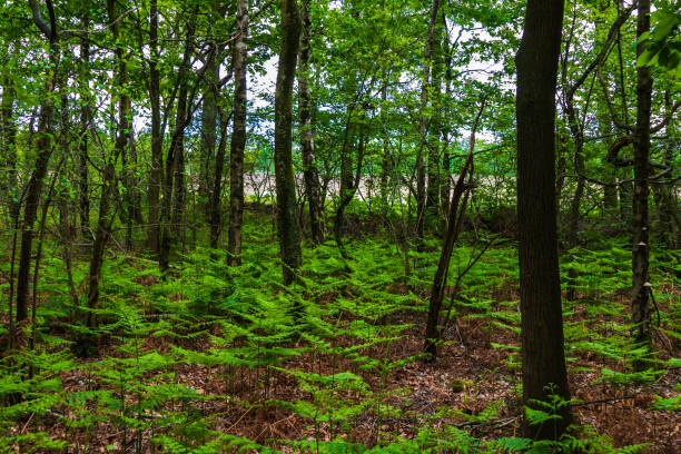 istock Forest view with royal ferns (Osmunda regalis) 1308423268